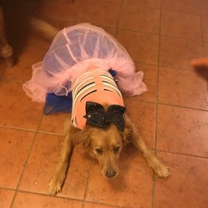 Meet your Posher, Grace